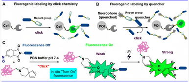 上海科技大學劉佳與姜標團隊合作開發(fā)原位光激活生物正交偶聯反應，推動生物技術新突破